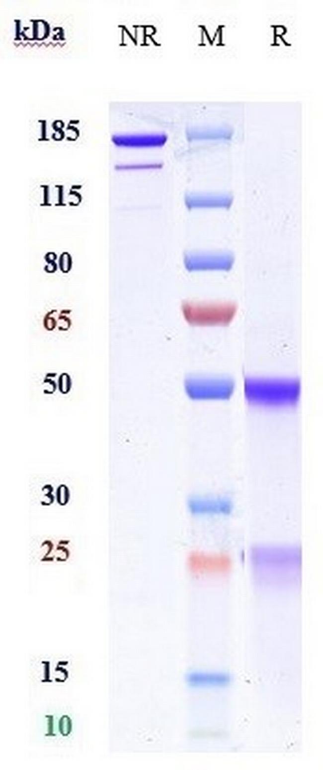 Manelimab Antibody in SDS-PAGE (SDS-PAGE)