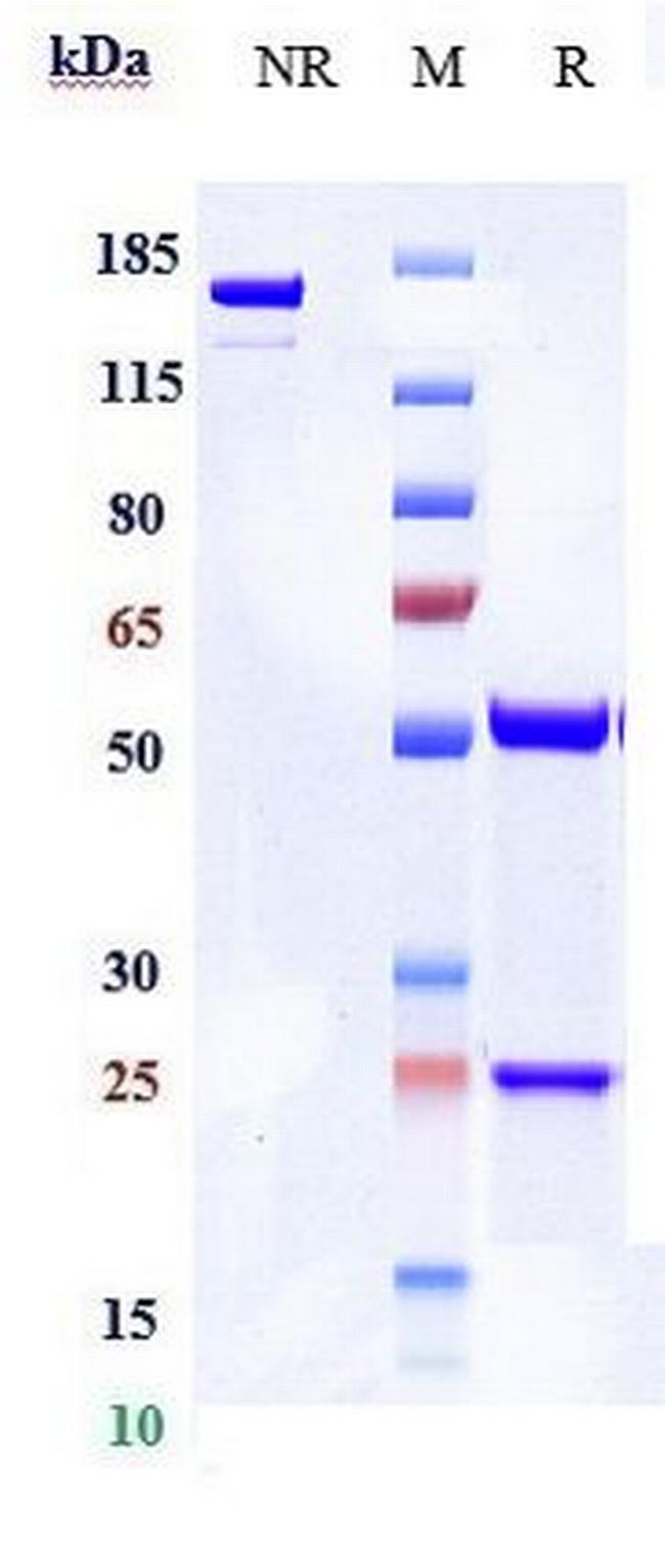 Begelomab Antibody in SDS-PAGE (SDS-PAGE)