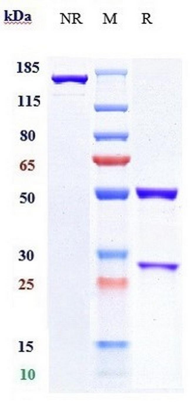 PD-L1 (CD274) (Pacmilimab Biosimilar) Antibody in SDS-PAGE (SDS-PAGE)