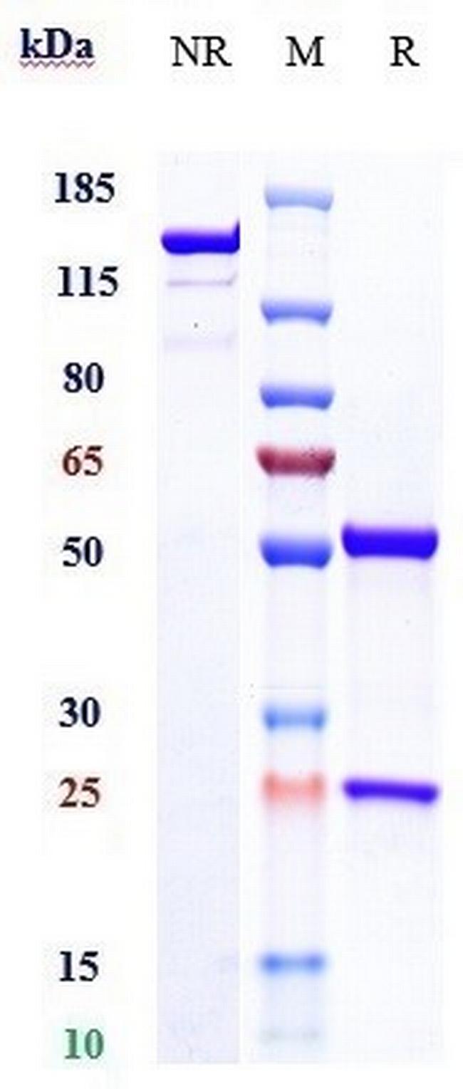Sudubrilimab Antibody in SDS-PAGE (SDS-PAGE)