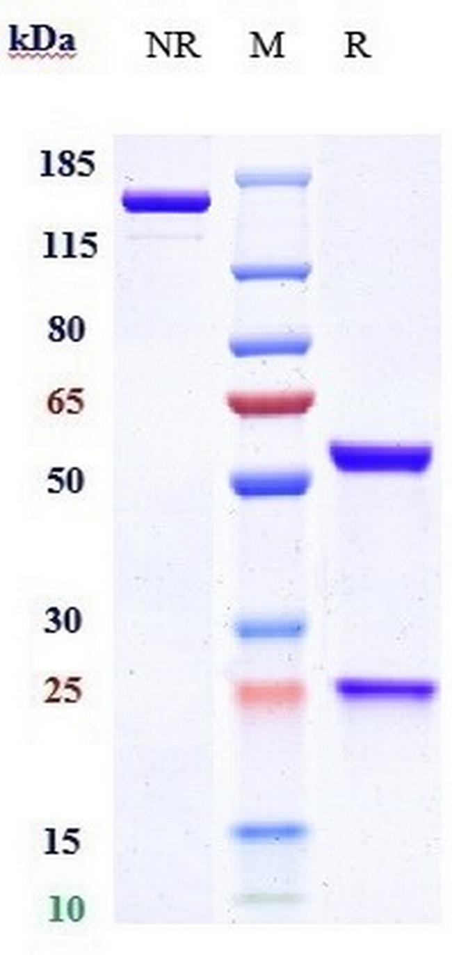 Sclerostin (Blosozumab Biosimilar) Antibody in SDS-PAGE (SDS-PAGE)
