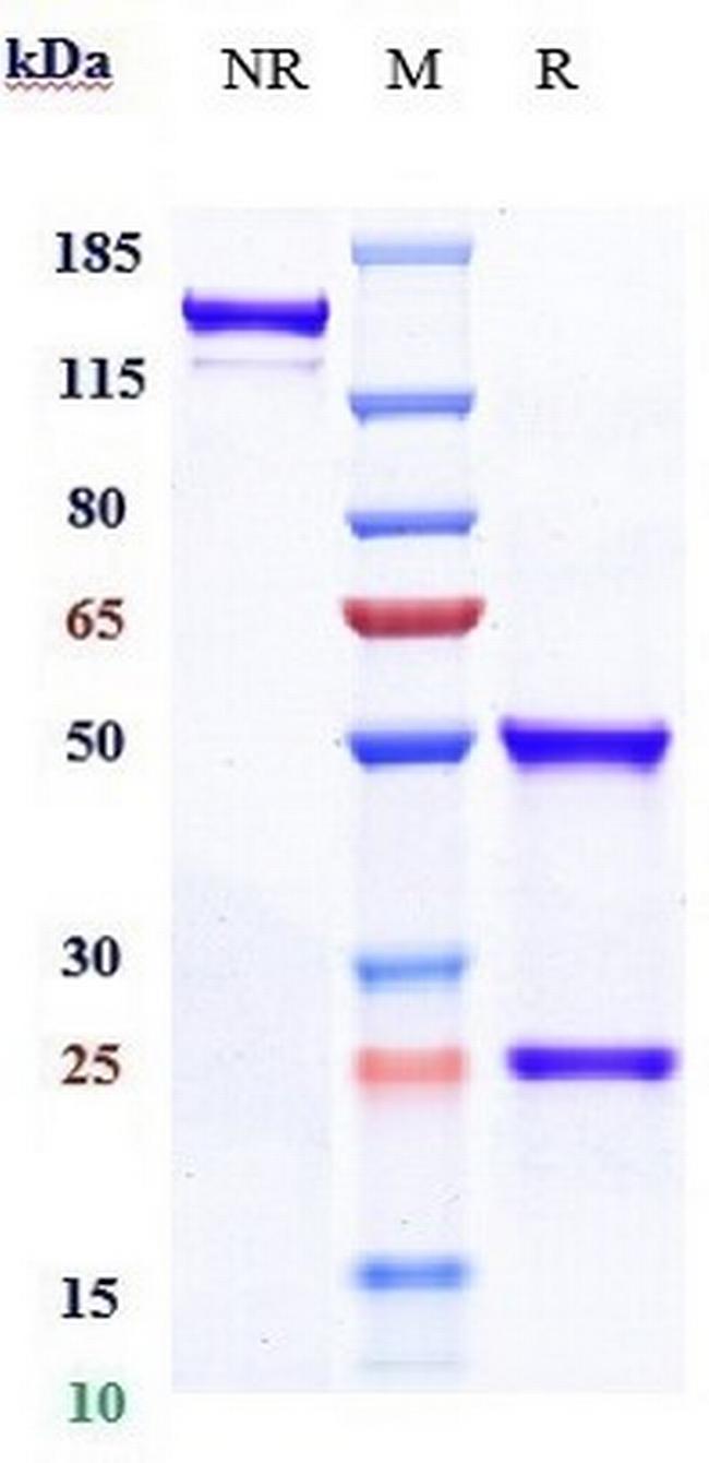 Calcitonin/CGRP (Eptinezumab Biosimilar) Antibody in SDS-PAGE (SDS-PAGE)
