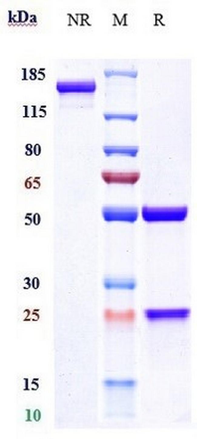 Fremanezumab Humanized Antibody in SDS-PAGE (SDS-PAGE)