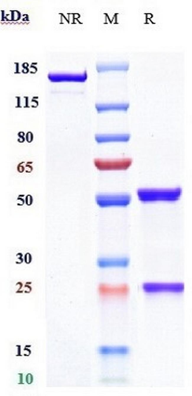 Calcitonin/CGRP (Galcanezumab Biosimilar) Antibody in SDS-PAGE (SDS-PAGE)