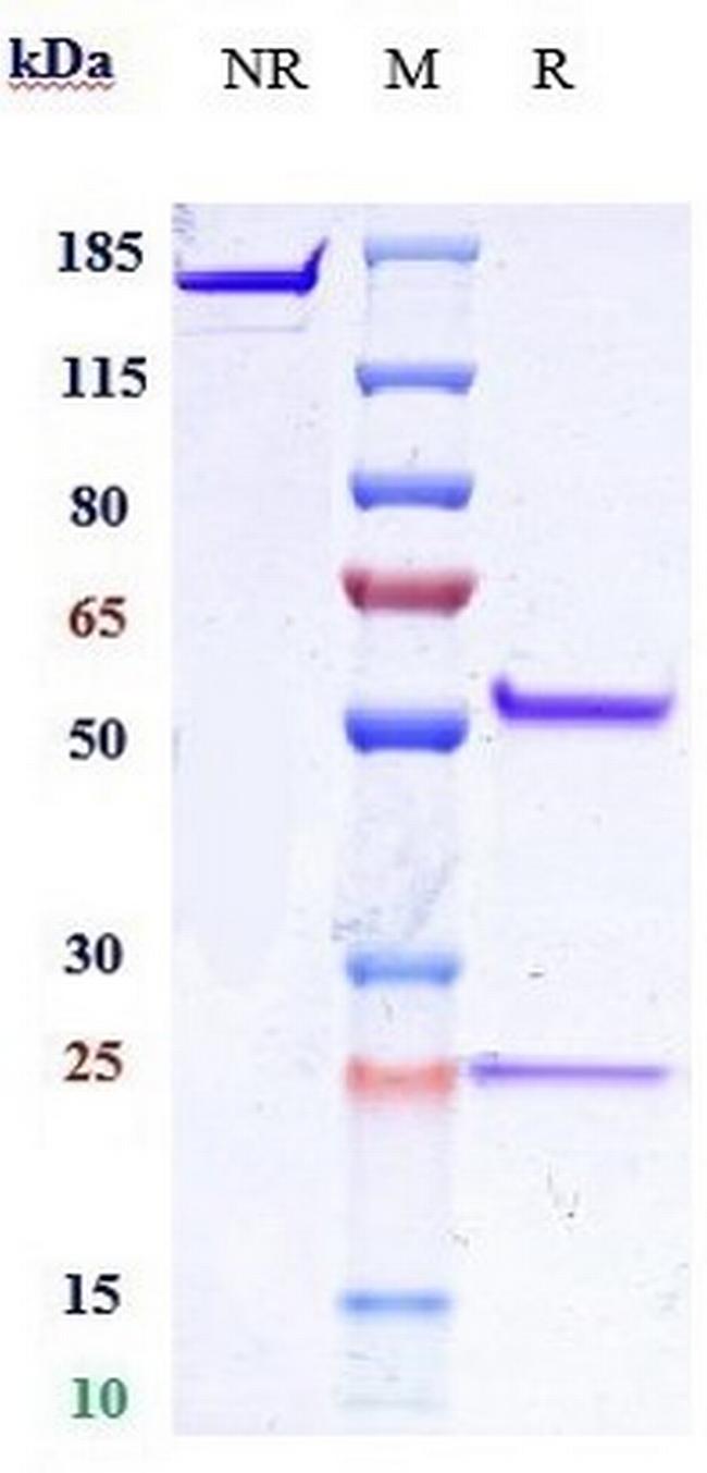 IL-25 (Biosimilar) Antibody in SDS-PAGE (SDS-PAGE)