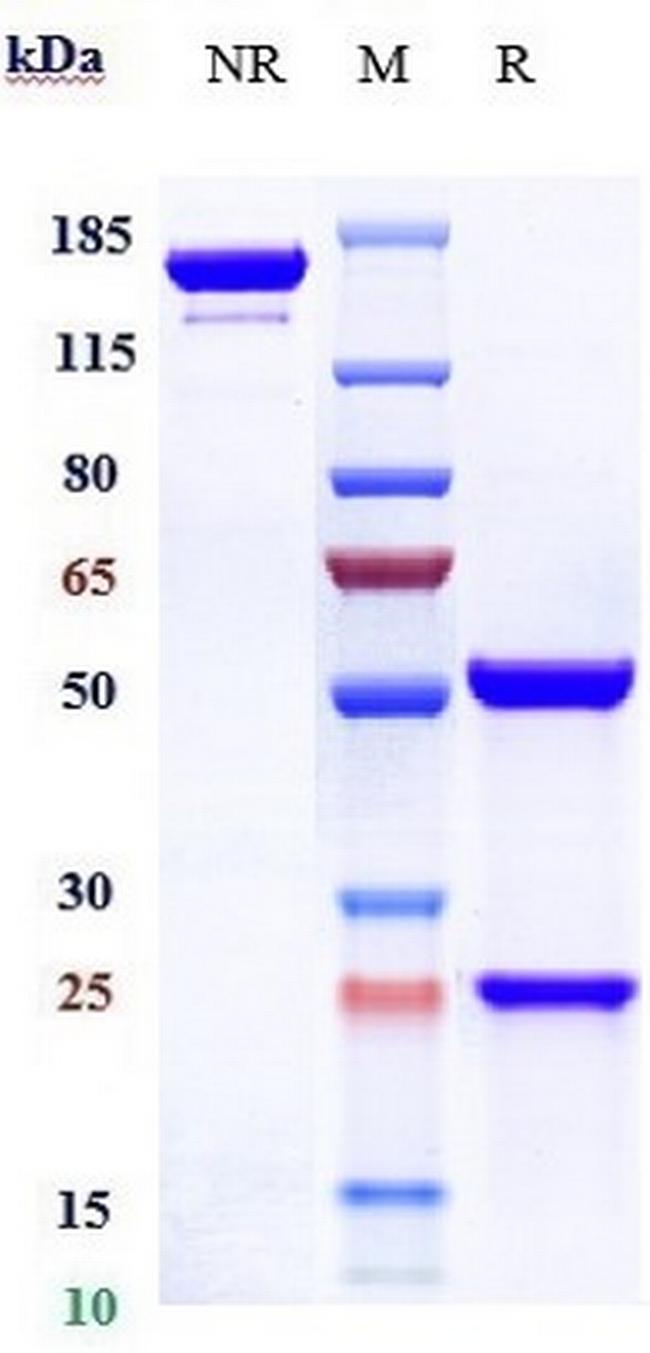 CD2 (Siplizumab Biosimilar) Antibody in SDS-PAGE (SDS-PAGE)