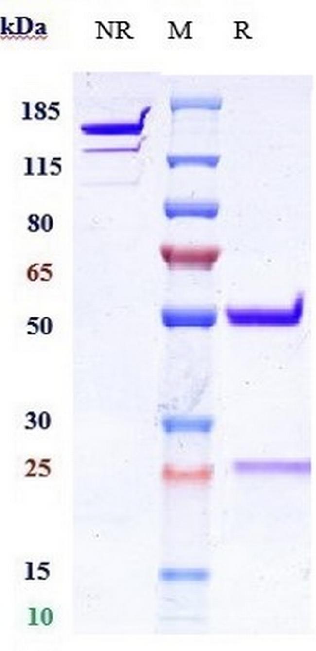 IFN alpha (Biosimilar) Antibody in SDS-PAGE (SDS-PAGE)
