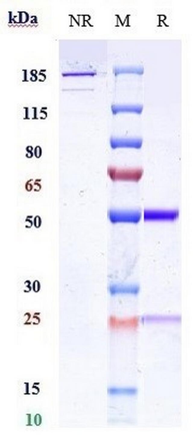 CNTO 607 Biosimilar Antibody in SDS-PAGE (SDS-PAGE)