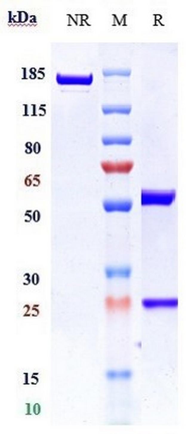TLR3 (CD283) (Biosimilar) Antibody in SDS-PAGE (SDS-PAGE)