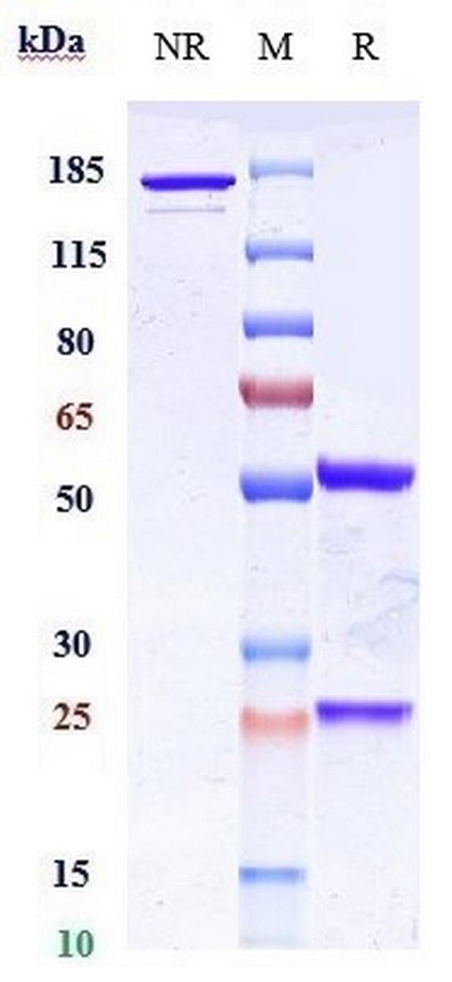 PTK7 (Cofetuzumab Biosimilar) Antibody in SDS-PAGE (SDS-PAGE)