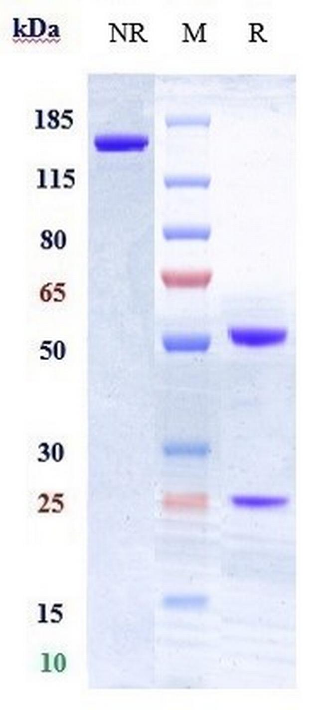CD30 (Biosimilar) Antibody in SDS-PAGE (SDS-PAGE)