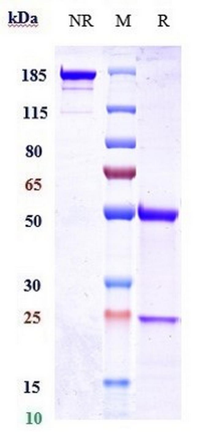 Her-2 (ErbB2) (Coprelotamab Biosimilar) Antibody in SDS-PAGE (SDS-PAGE)