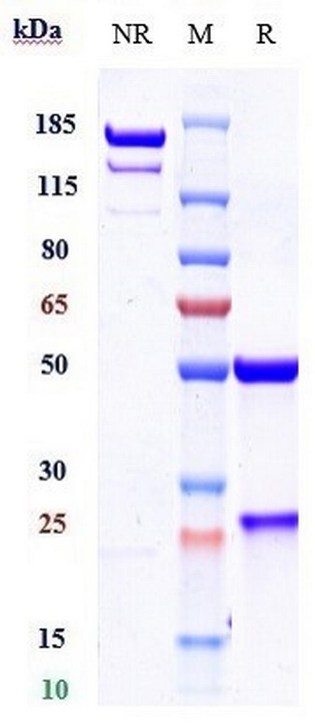 Cosibelimab Antibody in SDS-PAGE (SDS-PAGE)