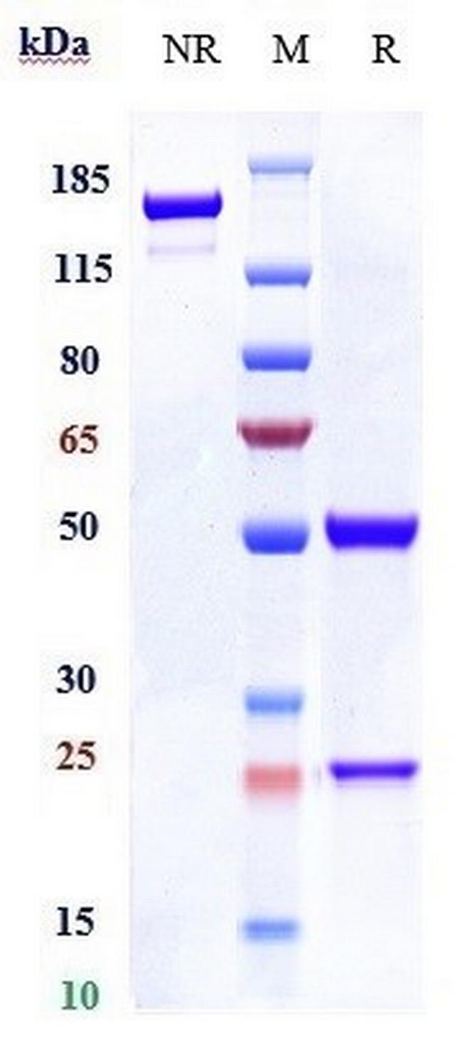 CD154 (CD40 Ligand) (Dapirolizumab Biosimilar) Antibody in SDS-PAGE (SDS-PAGE)