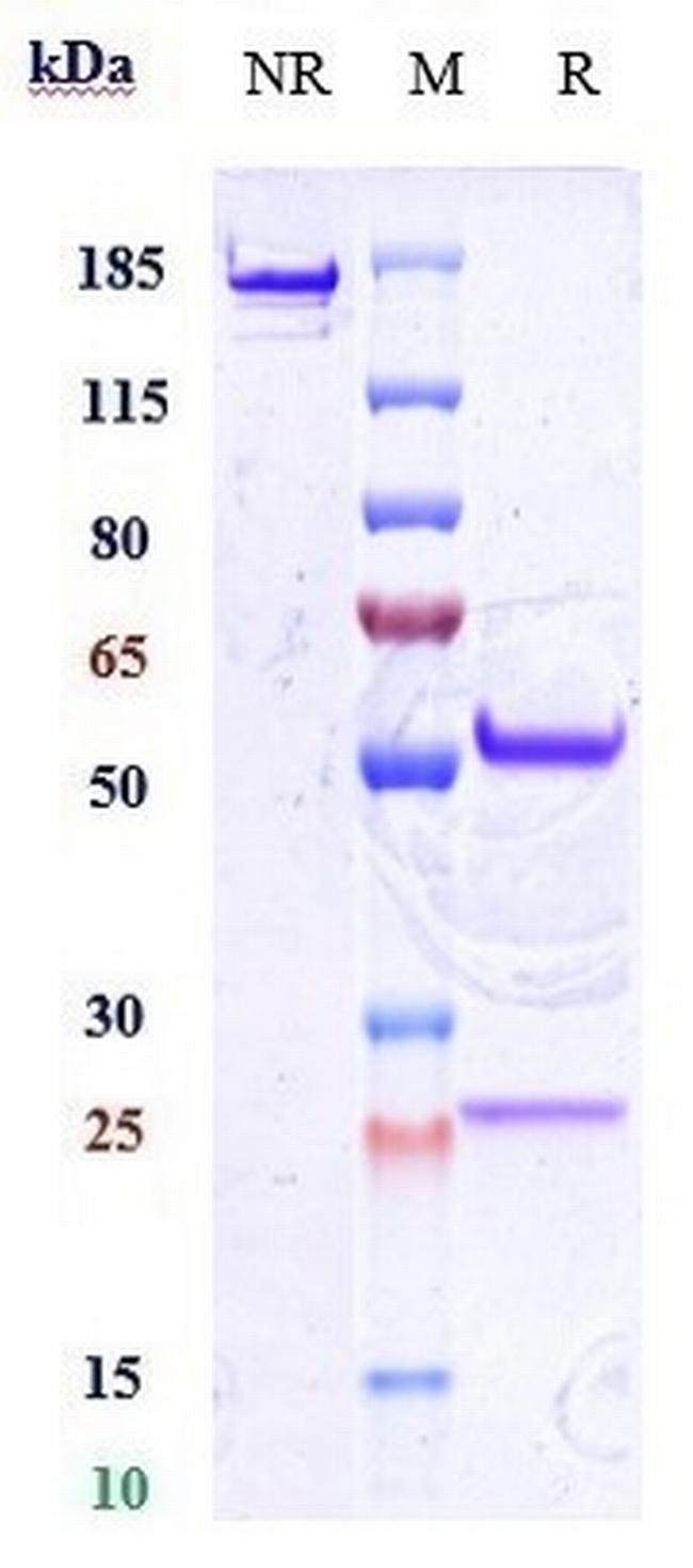 CD34 Biosimilar Antibody in SDS-PAGE (SDS-PAGE)