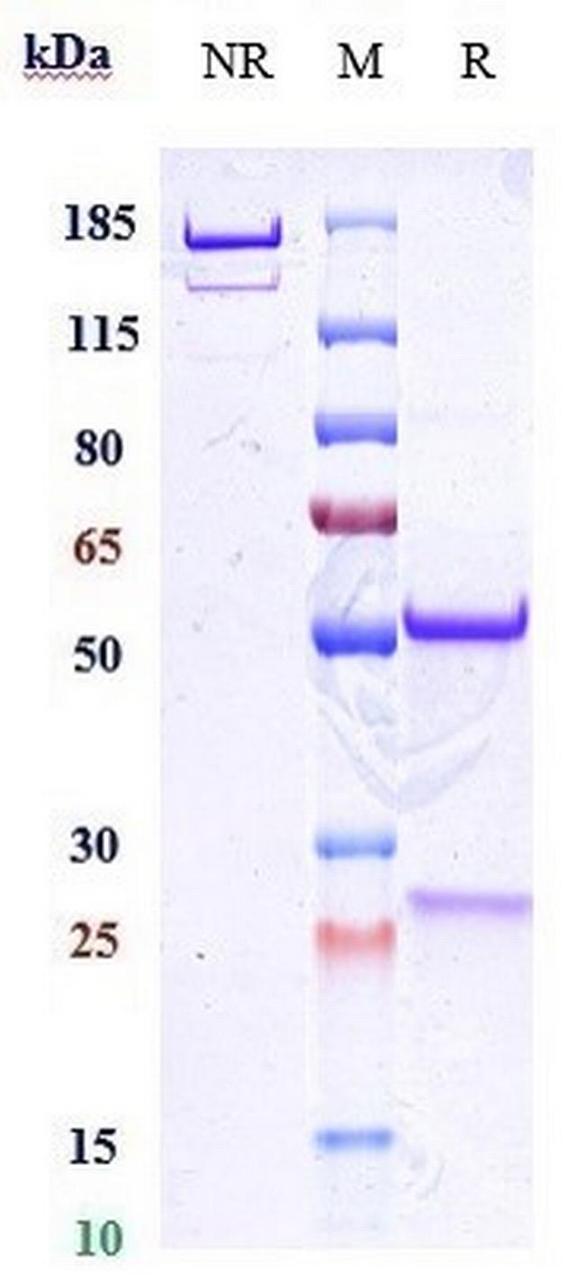 CD38 (Felzartamab Biosimilar) Antibody in SDS-PAGE (SDS-PAGE)