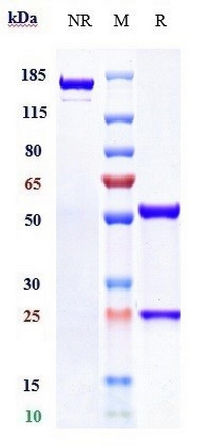 CD38 (Isatuximab Biosimilar) Antibody in SDS-PAGE (SDS-PAGE)