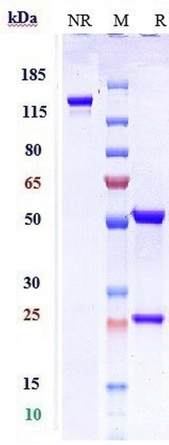 IL-5 (Depemokimab Biosimilar) Antibody in SDS-PAGE (SDS-PAGE)