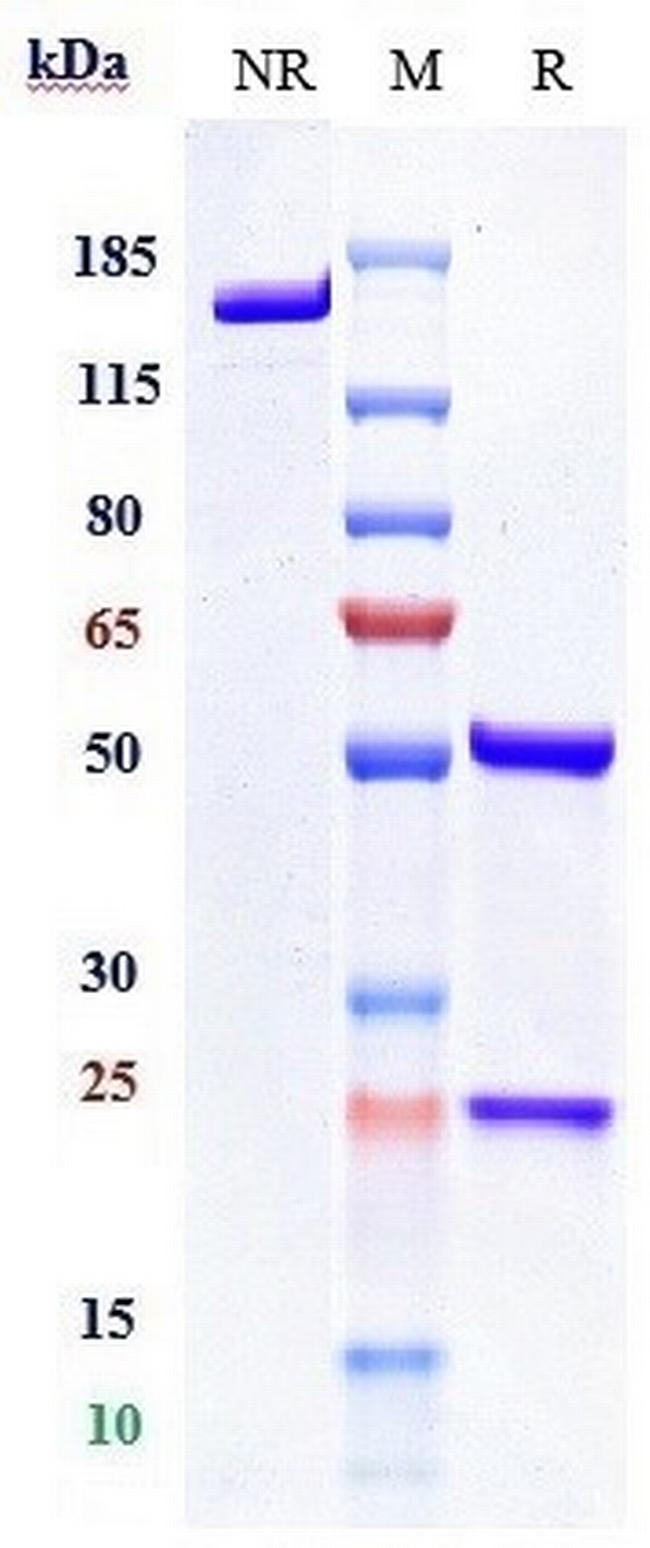 CD47 (Letaplimab Biosimilar) Antibody in SDS-PAGE (SDS-PAGE)