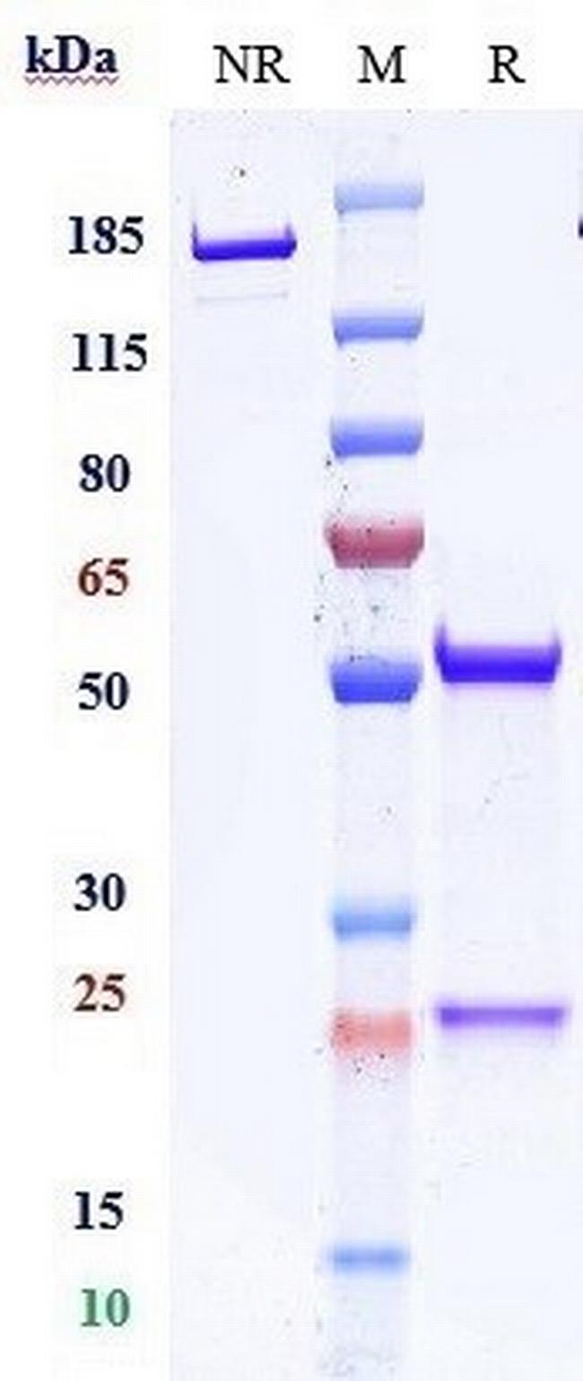 CD47 (Ligufalimab Biosimilar) Antibody in SDS-PAGE (SDS-PAGE)