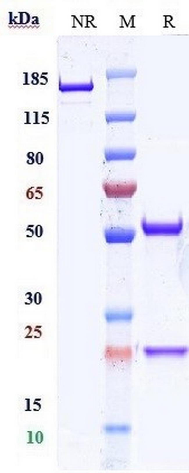 CD47 (Urabrelimab Biosimilar) Antibody in SDS-PAGE (SDS-PAGE)