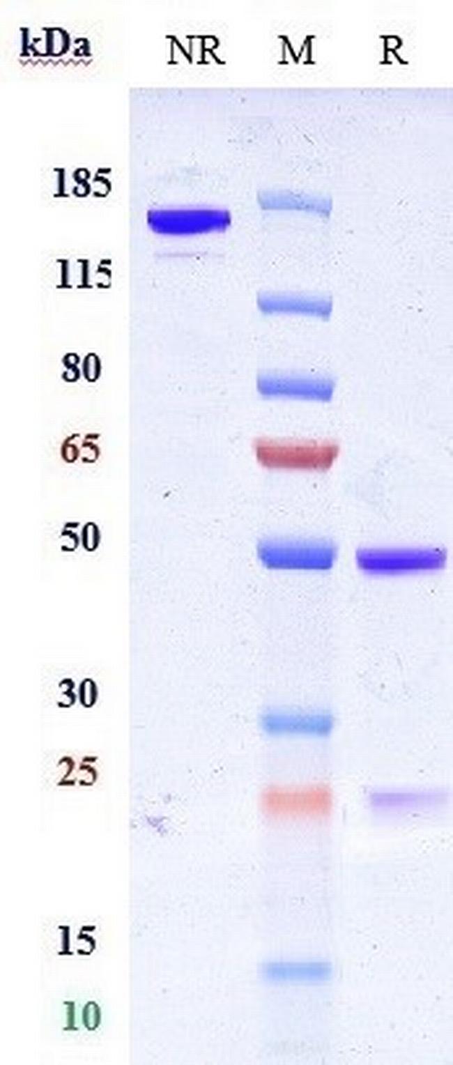 CD7 (Grisnilimab Biosimilar) Antibody in SDS-PAGE (SDS-PAGE)
