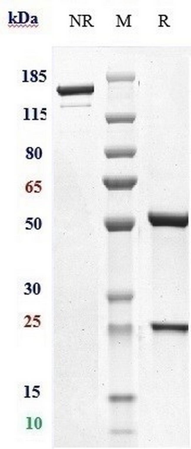CD79b (Iladatuzumab Biosimilar) Antibody in SDS-PAGE (SDS-PAGE)