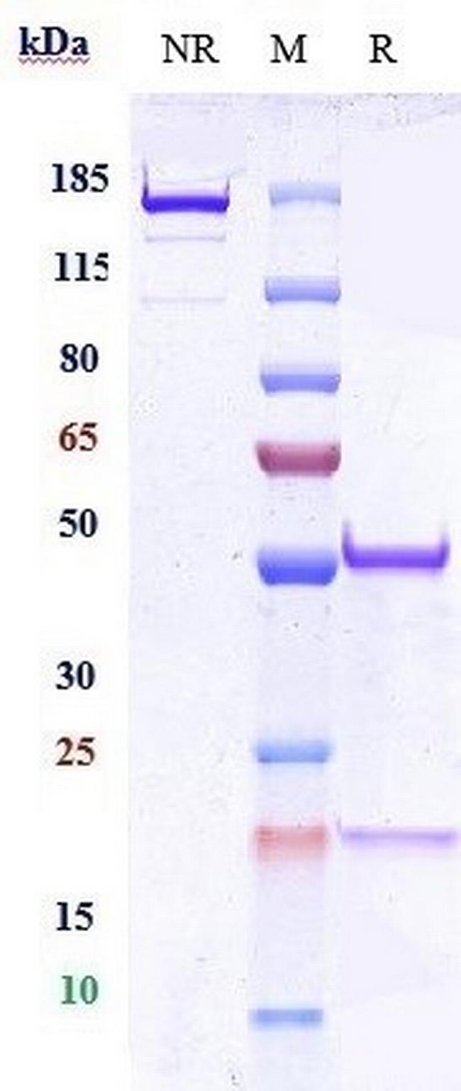CD66a (CEACAM1) Biosimilar Antibody in SDS-PAGE (SDS-PAGE)