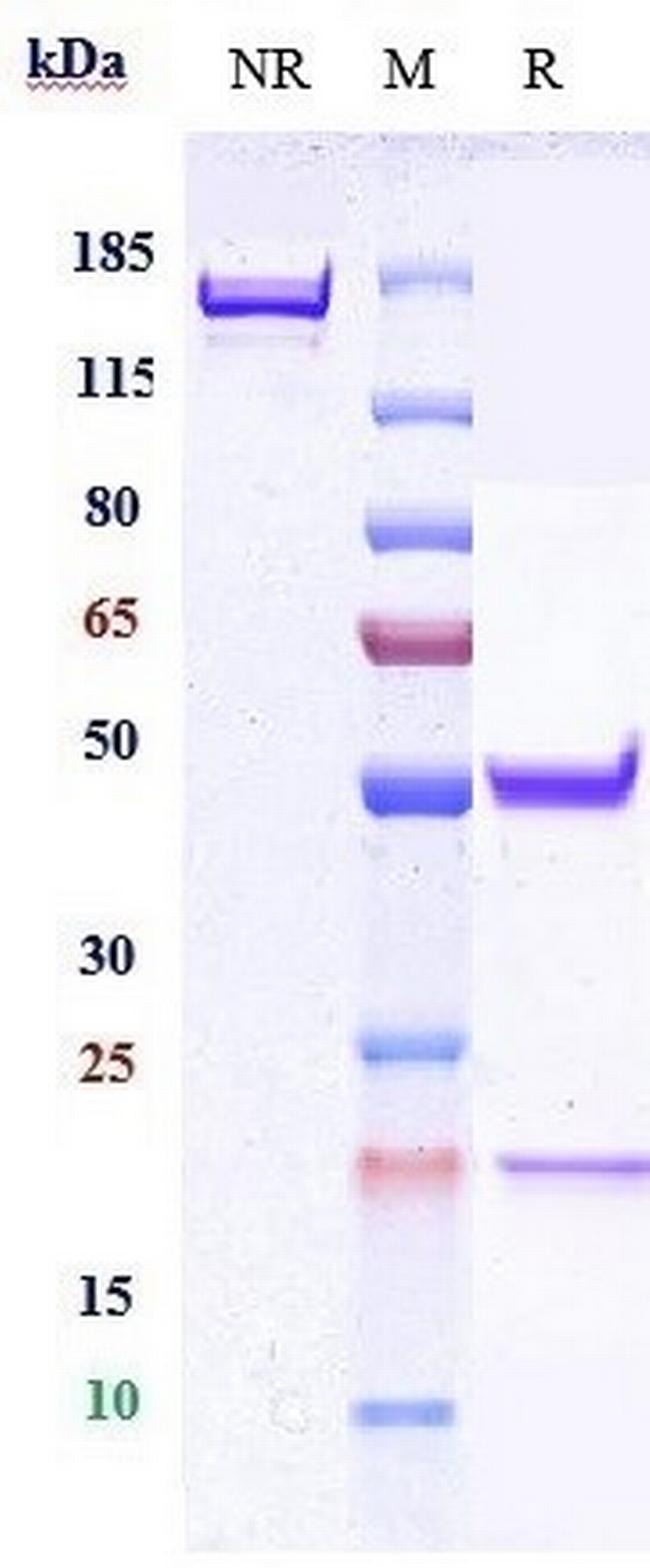CD66e (CEACAM5) (Cergutuzumab Biosimilar) Antibody in SDS-PAGE (SDS-PAGE)