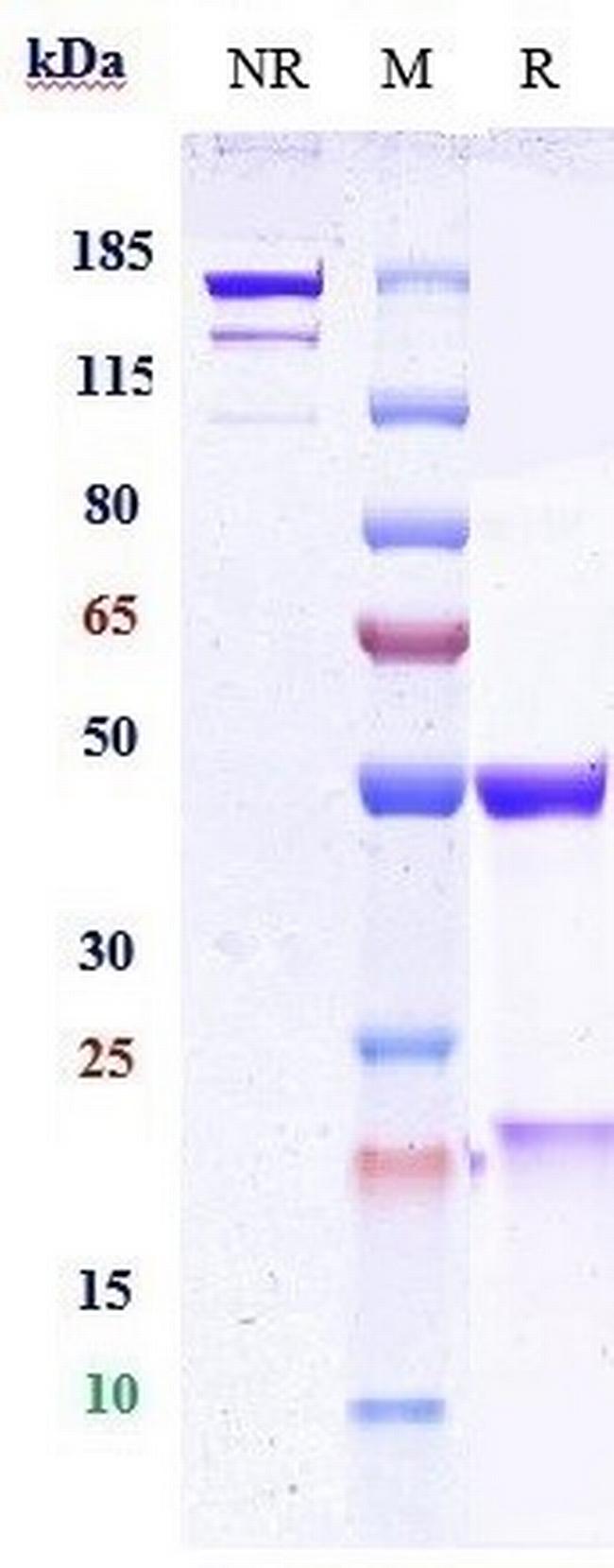 Ebronucimab Antibody in SDS-PAGE (SDS-PAGE)