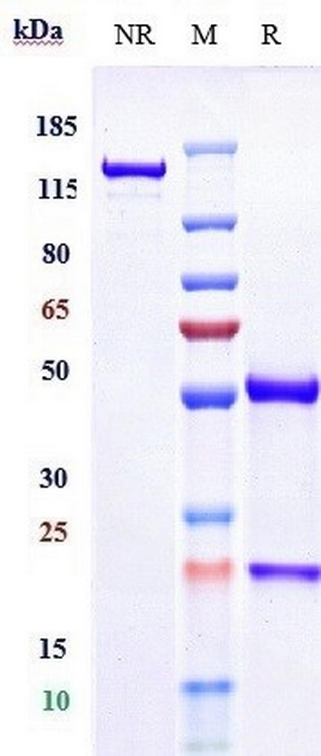 CD40 (Biosimilar) Antibody in SDS-PAGE (SDS-PAGE)