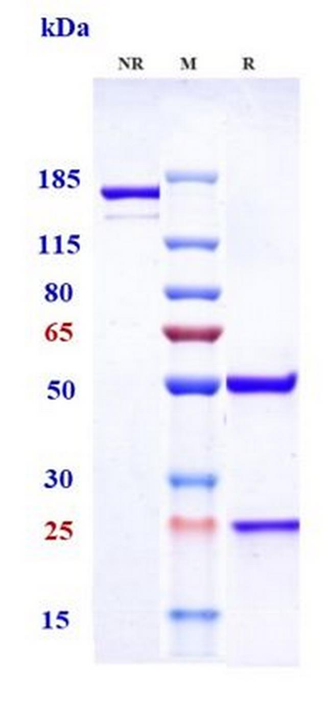 TNF alpha (Biosimilar) Antibody in SDS-PAGE (SDS-PAGE)