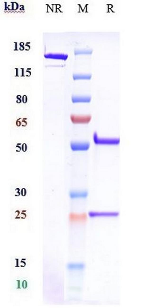 CSF1R (CD115) (Emactuzumab Biosimilar) Antibody in SDS-PAGE (SDS-PAGE)