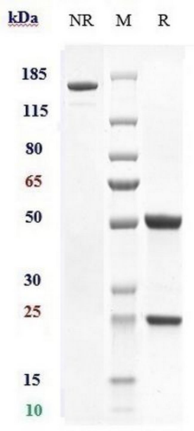 ITGA4/ITGB7 (Etrolizumab Biosimilar) Antibody in SDS-PAGE (SDS-PAGE)