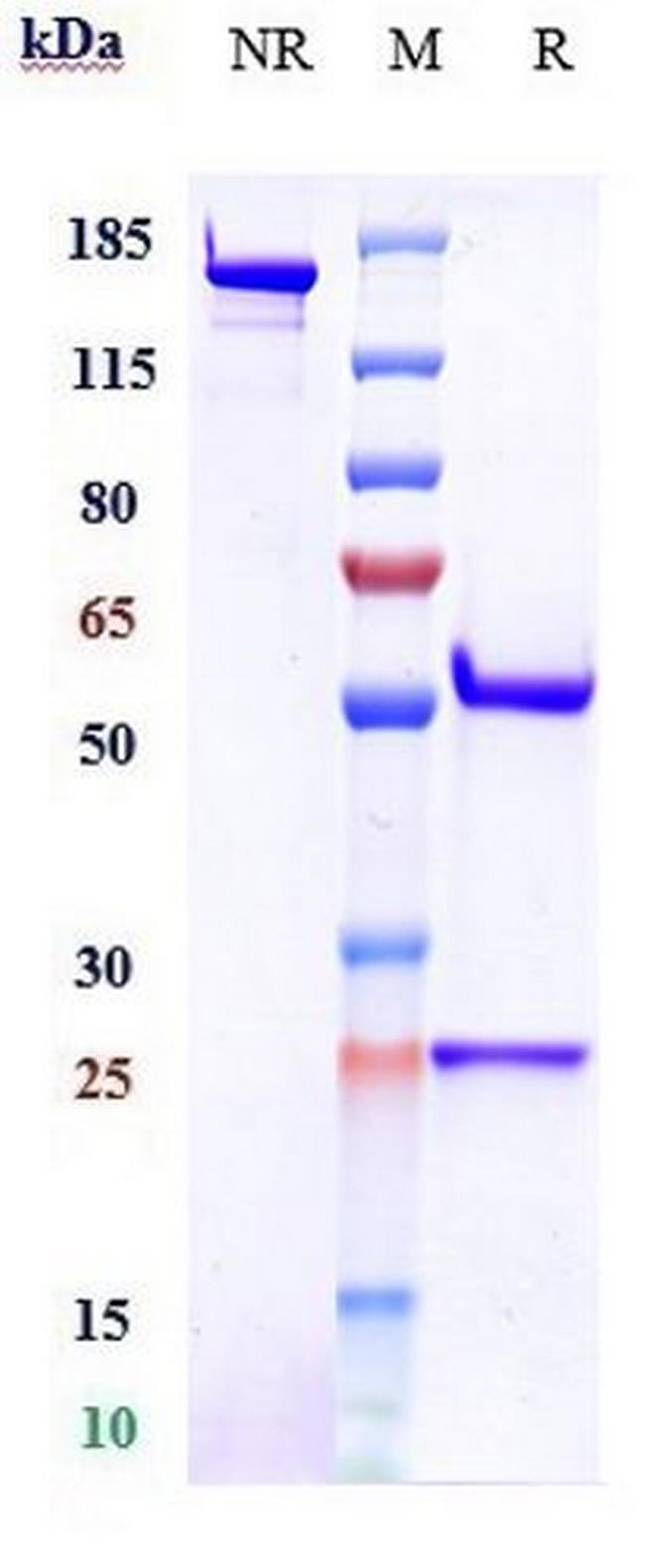 PD-1 (CD279) (Finotonlimab Biosimilar) Antibody in SDS-PAGE (SDS-PAGE)