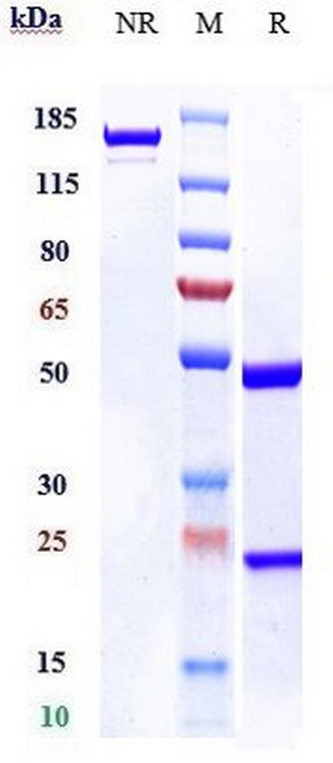 TYRP1 (Flanvotumab Biosimilar) Antibody in SDS-PAGE (SDS-PAGE)