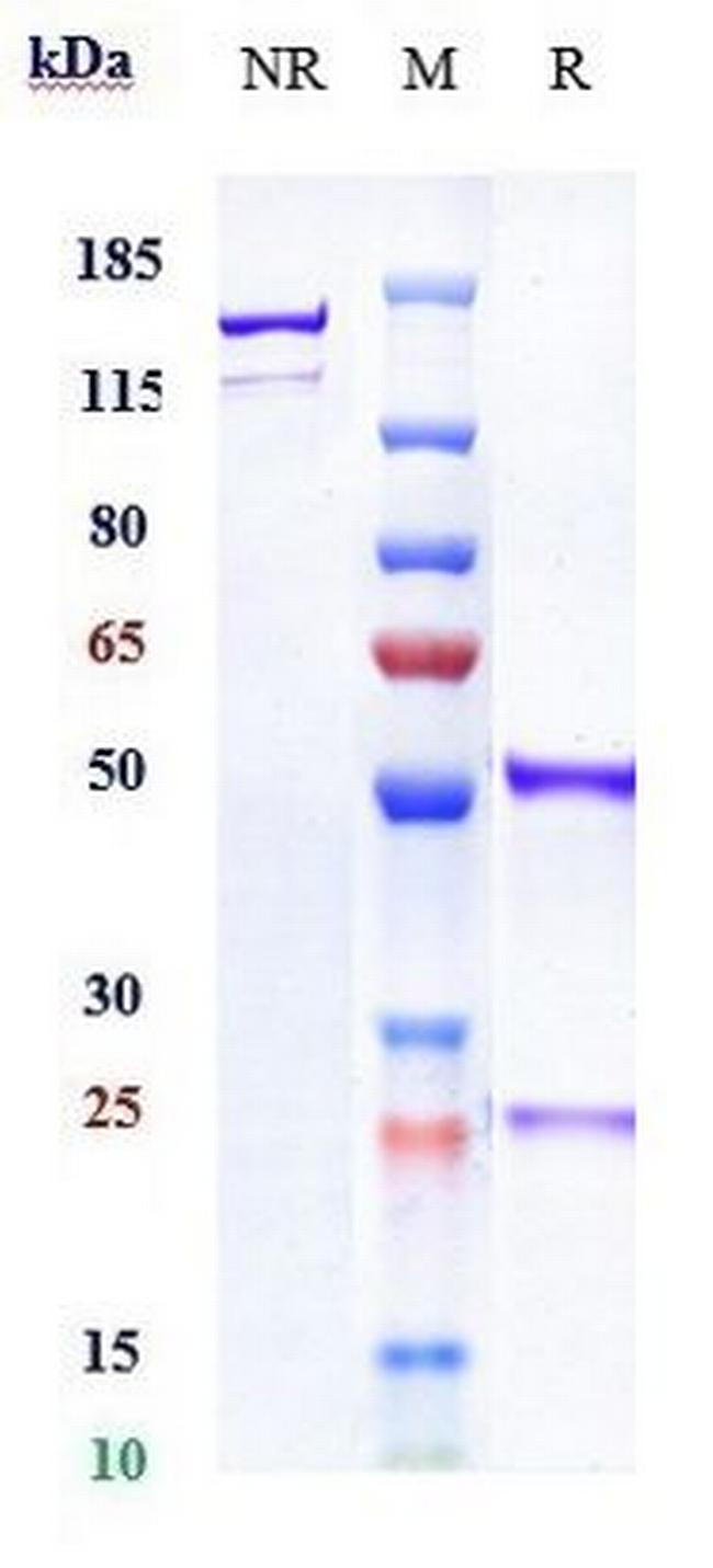 Nurulimab Antibody in SDS-PAGE (SDS-PAGE)