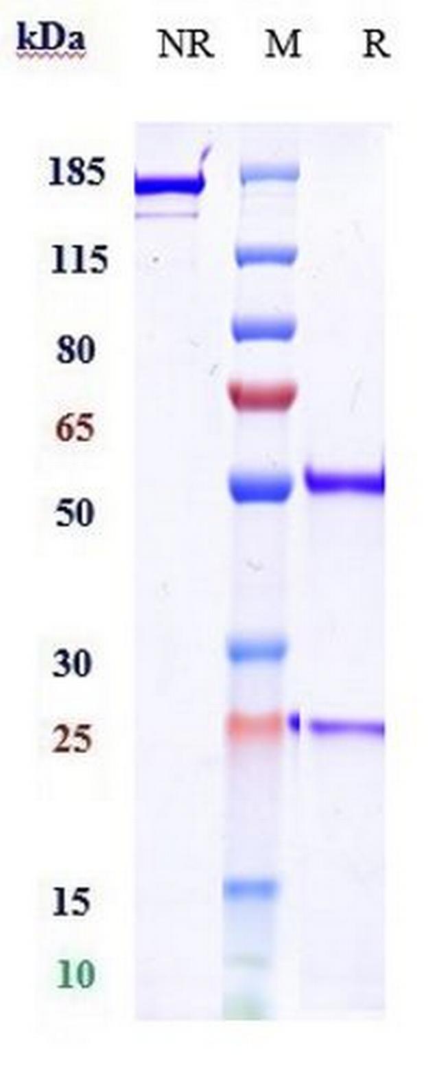 Zalifrelimab Antibody in SDS-PAGE (SDS-PAGE)