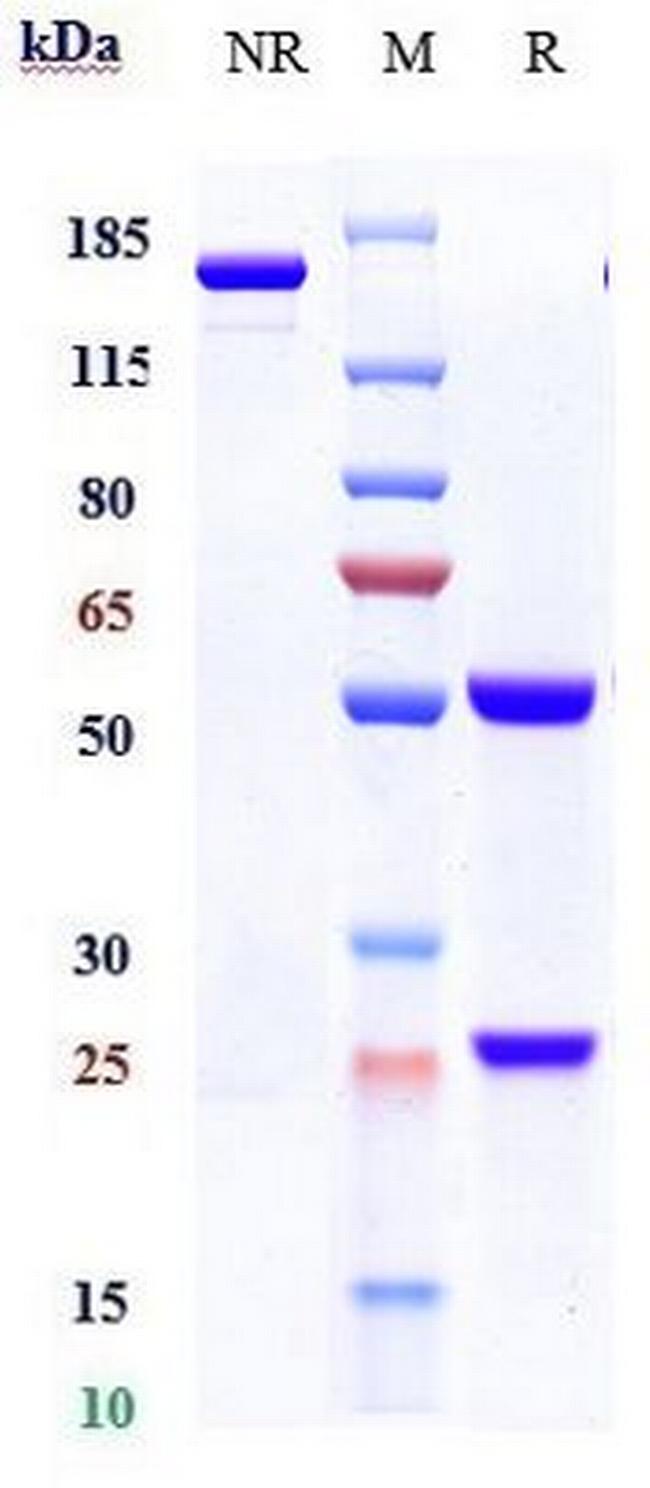 IL-17A (Ixekizumab Biosimilar) Antibody in SDS-PAGE (SDS-PAGE)