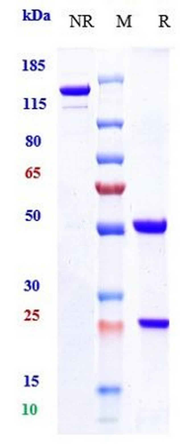 CXCL10 (IP-10) (Biosimilar) Antibody in SDS-PAGE (SDS-PAGE)
