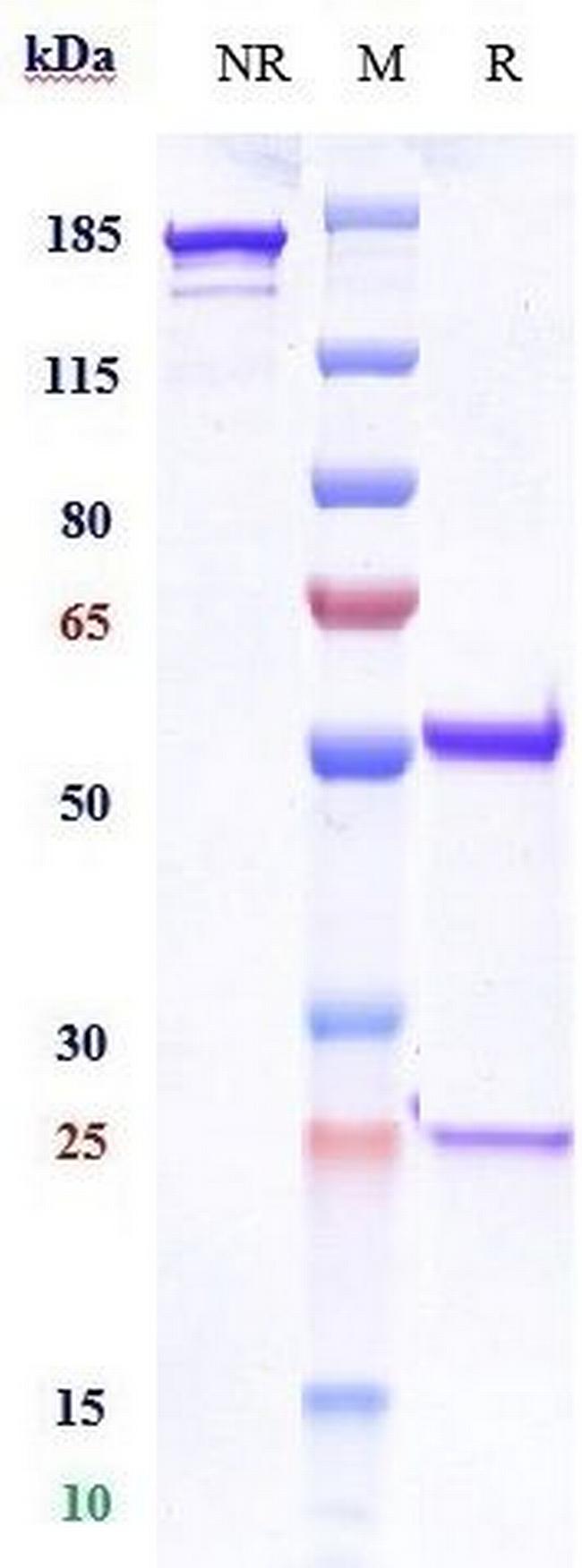 Foralumab Antibody in SDS-PAGE (SDS-PAGE)
