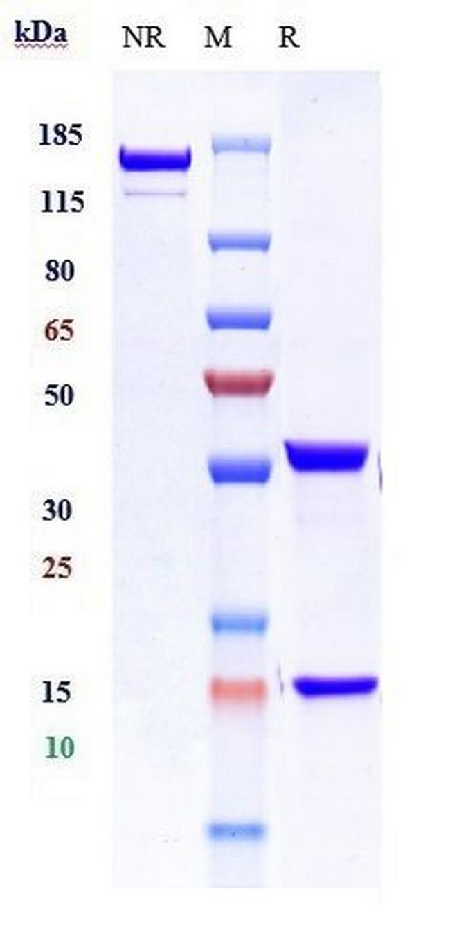 CD50 (ICAM3) (Biosimilar) Antibody in SDS-PAGE (SDS-PAGE)
