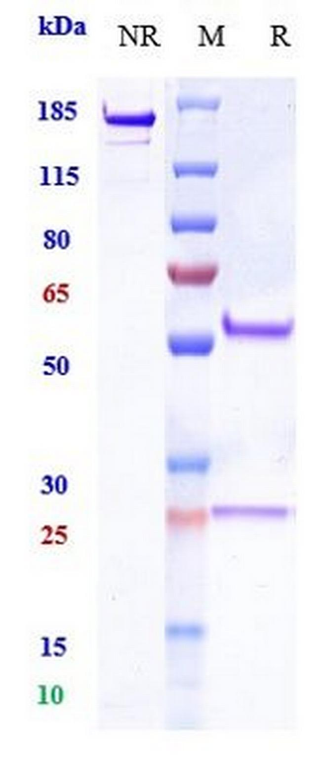 MUC17 (Biosimilar) Antibody in SDS-PAGE (SDS-PAGE)