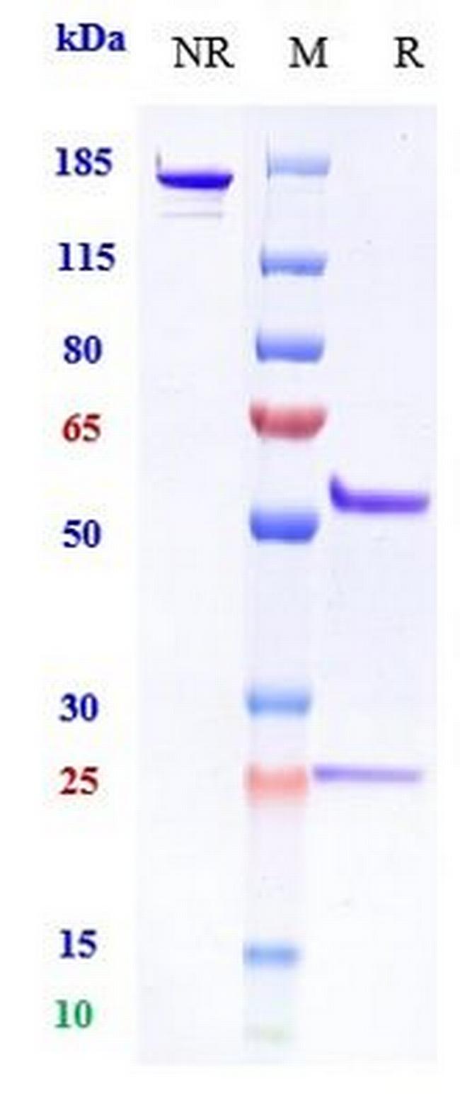 DLL4 (Biosimilar) Antibody in SDS-PAGE (SDS-PAGE)