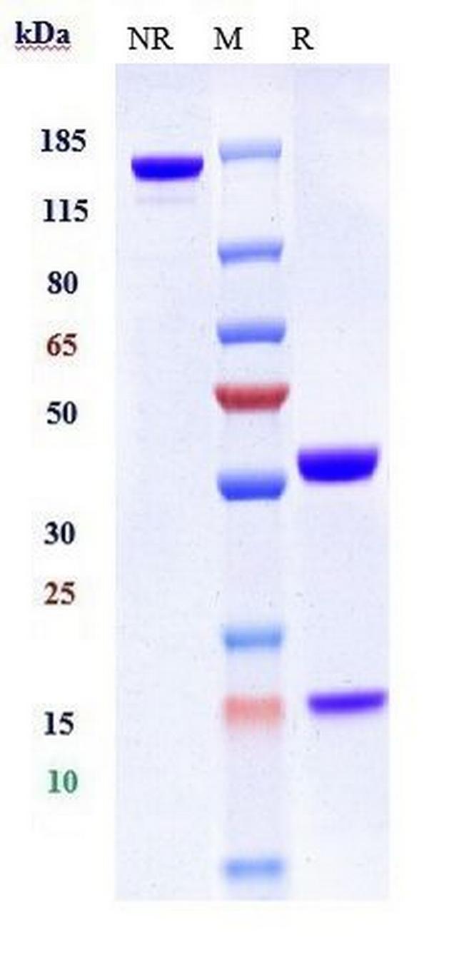 MUC1 (Gatipotuzumab Biosimilar) Antibody in SDS-PAGE (SDS-PAGE)