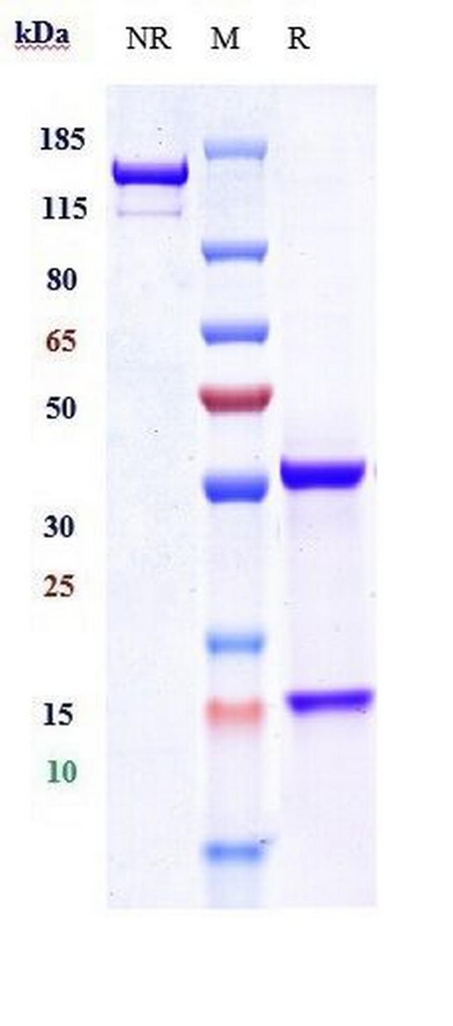 EpCAM (CD326) (Adecatumumab Biosimilar) Antibody in SDS-PAGE (SDS-PAGE)