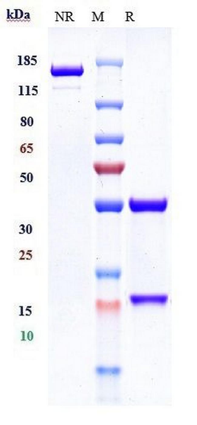 PD-1 (CD279) (Geptanolimab Biosimilar) Antibody in SDS-PAGE (SDS-PAGE)