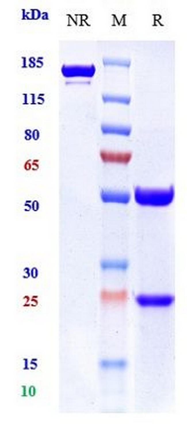 CD40 (Giloralimab Biosimilar) Antibody in SDS-PAGE (SDS-PAGE)