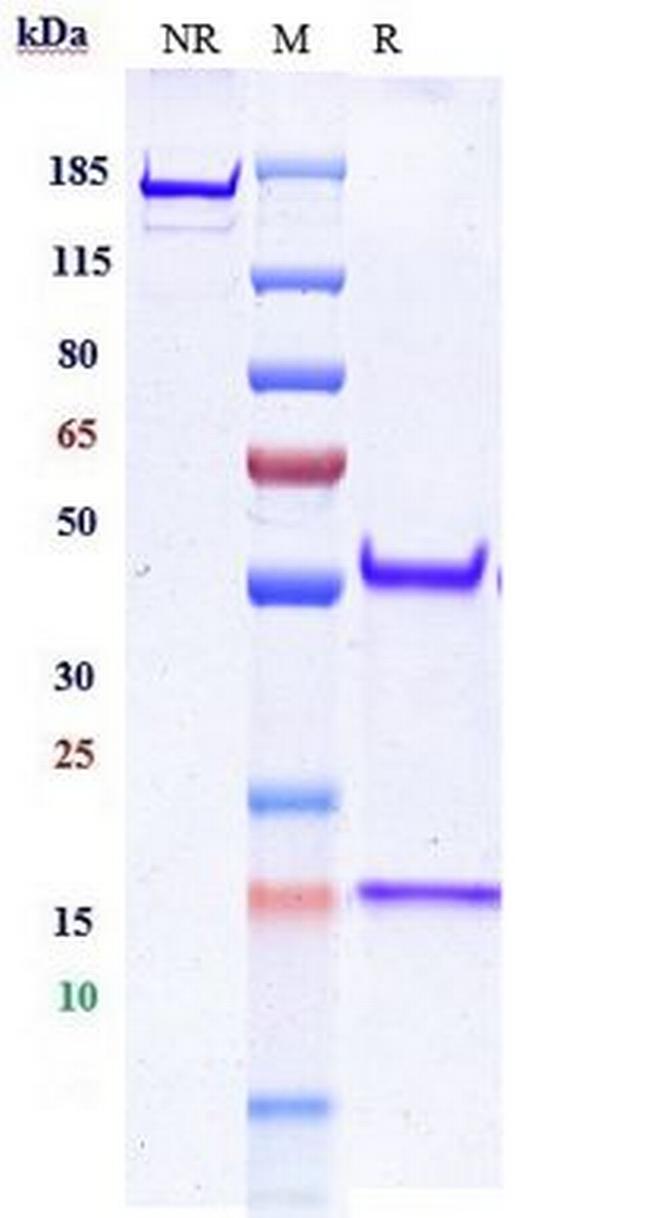 EGFR (Biosimilar) Antibody in SDS-PAGE (SDS-PAGE)