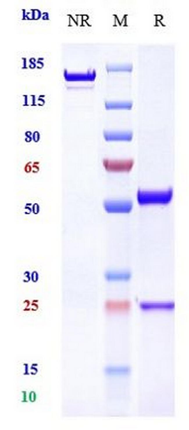 EGFR (Biosimilar) Antibody in SDS-PAGE (SDS-PAGE)